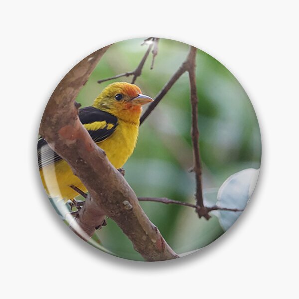 Item preview, Feathered Beauty designed and sold by Alan Hovey.