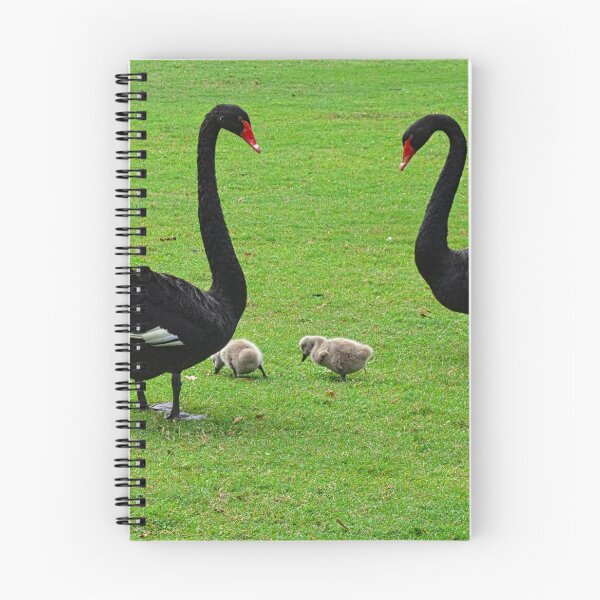 Item preview, Family of Black Swans At Swan Lake Iris Garden SC designed and sold by LisaWootenPhoto.