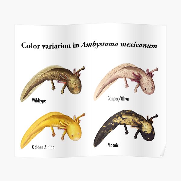 Axolotl Color Variations Poster By Seasofstars Redbubble