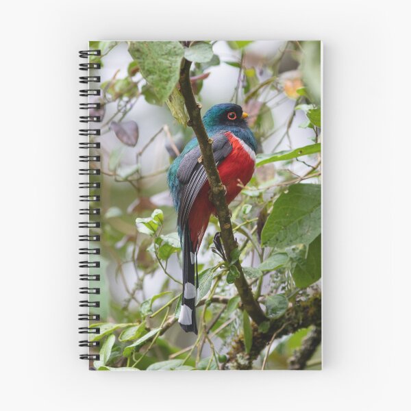 Item preview, Masked Trogon designed and sold by AmberLeung.