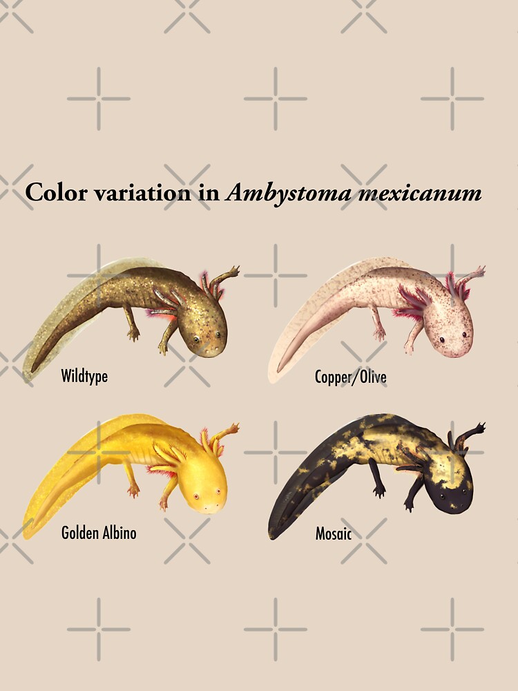 Axolotl Color Variations by seasofstars