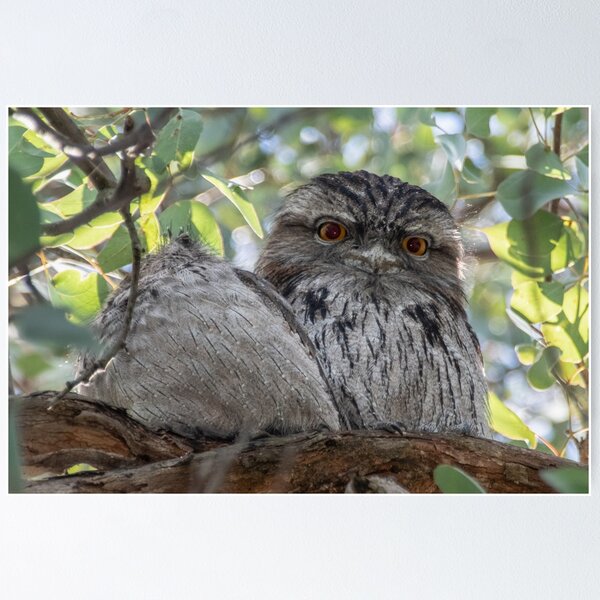 Item preview, Bright Eyed Tawny Frogmouth Leith Park Victoria 20180510 2734  designed and sold by Fred Mitchell.