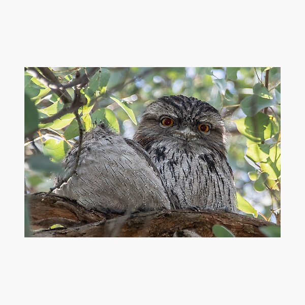 Item preview, Bright Eyed Tawny Frogmouth Leith Park Victoria 20180510 2734  designed and sold by Fred Mitchell.