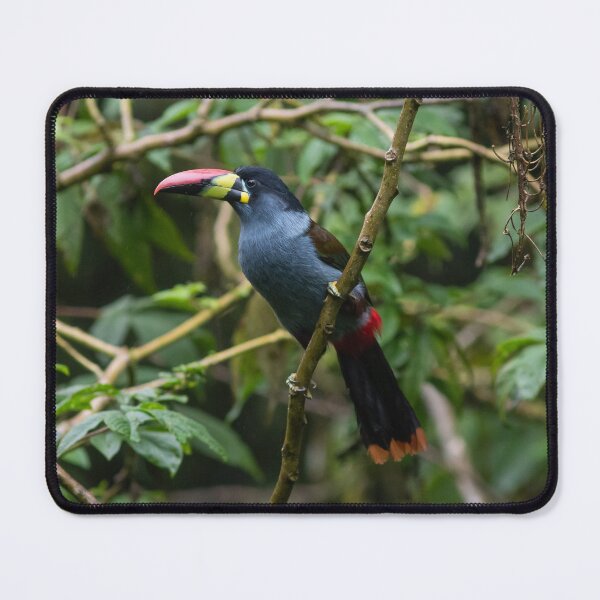 Item preview, Mountain Toucan designed and sold by AmberLeung.