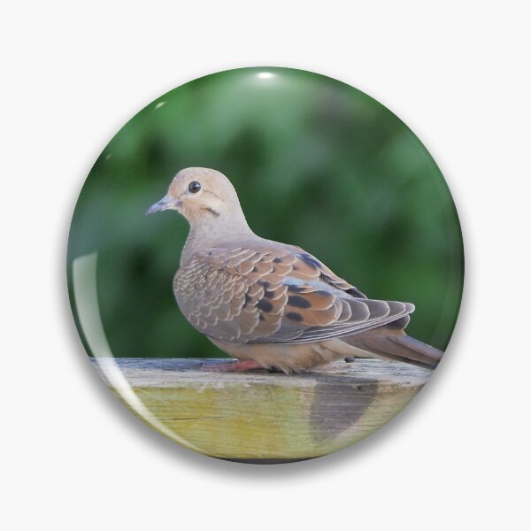 Item preview, Mourning Dove Staring designed and sold by BackyardBirder.