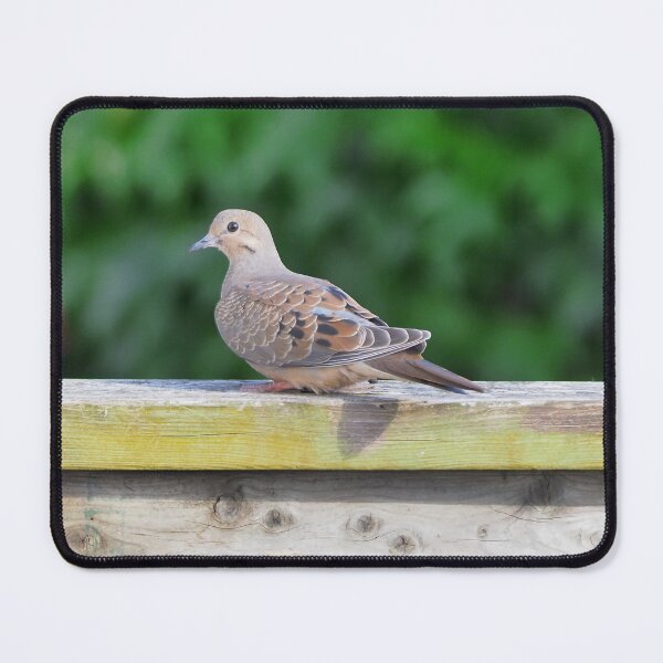 Item preview, Mourning Dove Staring designed and sold by BackyardBirder.