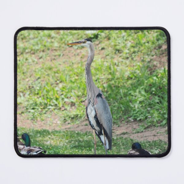 Item preview, A Wet, Great Blue Heron designed and sold by BackyardBirder.