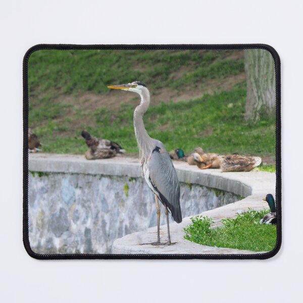 Item preview, Great Blue Heron Standing With Some Mallard Ducks designed and sold by BackyardBirder.