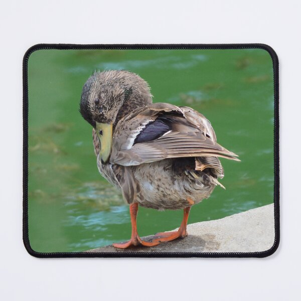Item preview, Duck Preening Its Feathers designed and sold by BackyardBirder.