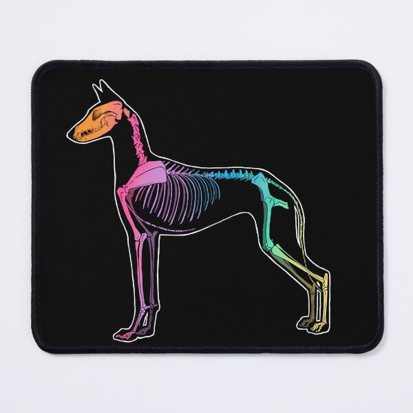 Item preview, Ibizan Hound Skeleton- Rainbow designed and sold by Spinyflowerart.