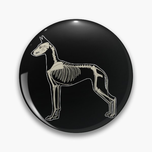 Item preview, Ibizan Hound Skeleton- Natural  designed and sold by Spinyflowerart.