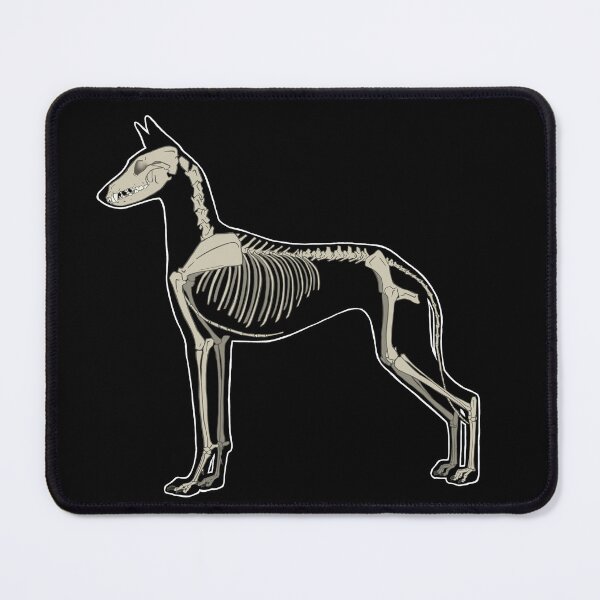Item preview, Ibizan Hound Skeleton- Natural designed and sold by Spinyflowerart.