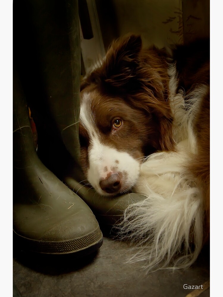 border collie wellies