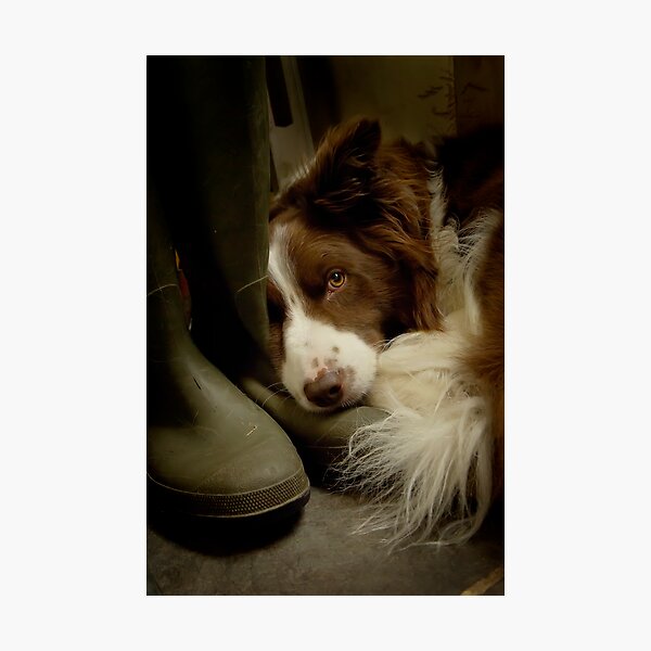 border collie wellies