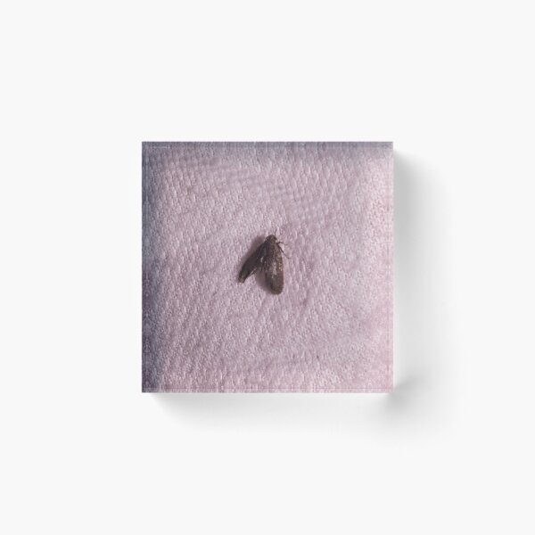 Item preview, Pantry Moth designed and sold by ROSE ANN BANILAR.