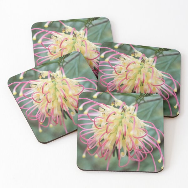 Item preview, Grevillea Winpara Gold designed and sold by Margaret Stevens.