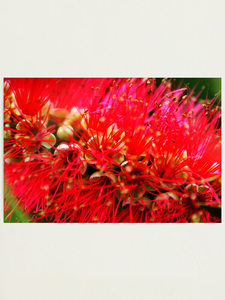 Alternate view of Explosion of Red Photographic Print