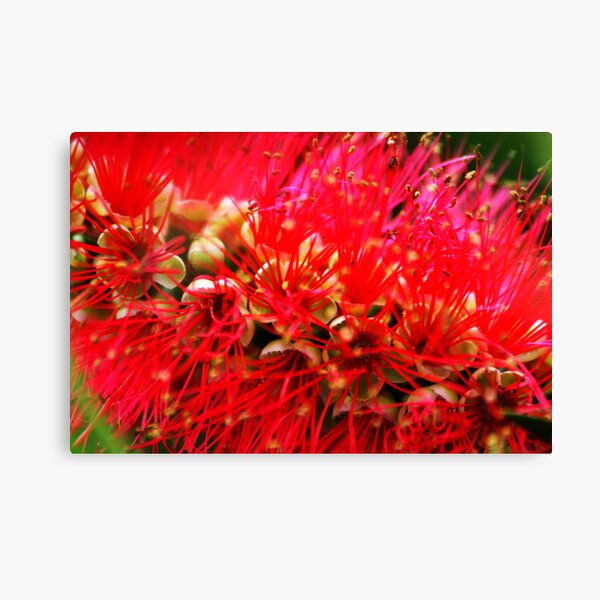 Explosion of Red Canvas Print