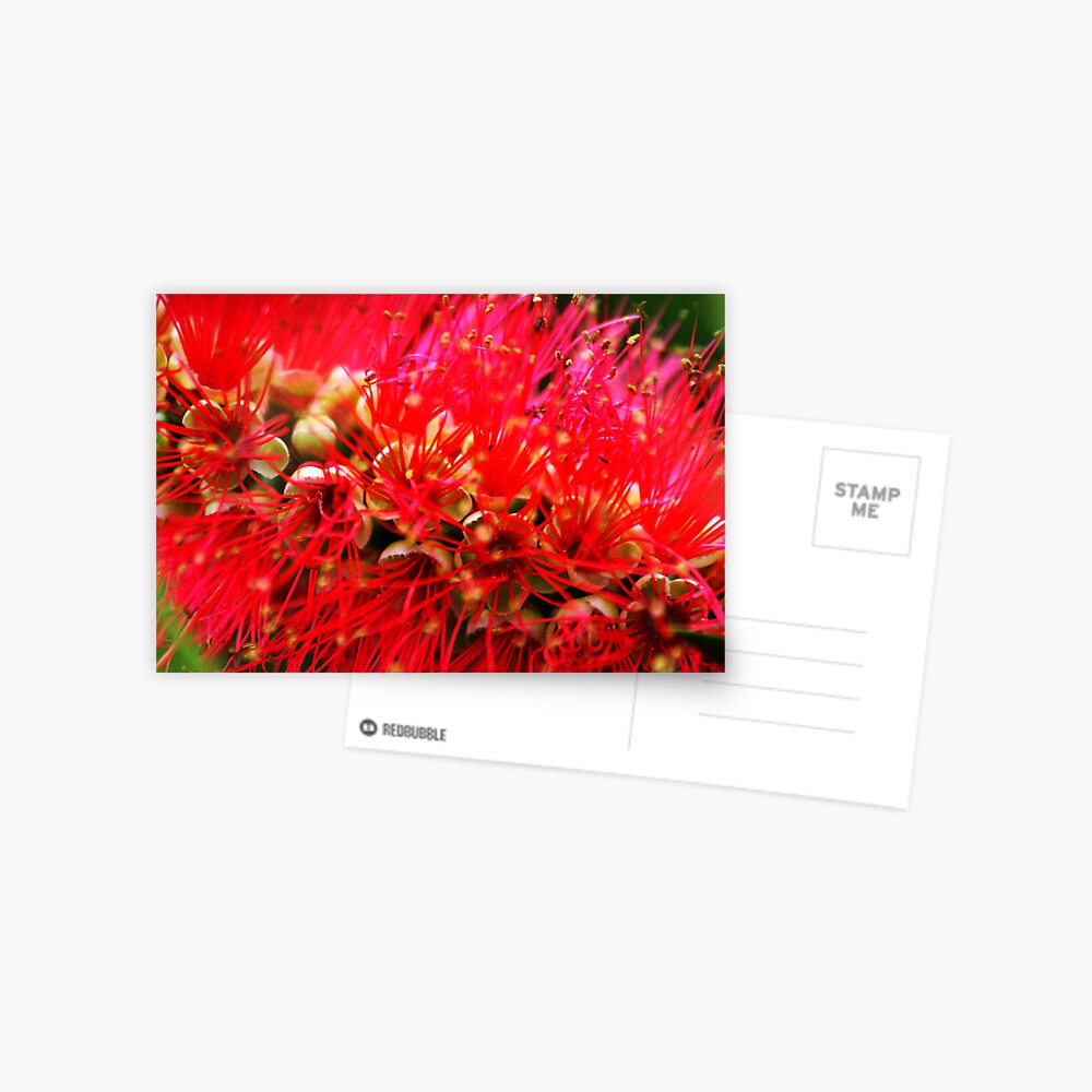 Explosion of Red Postcard