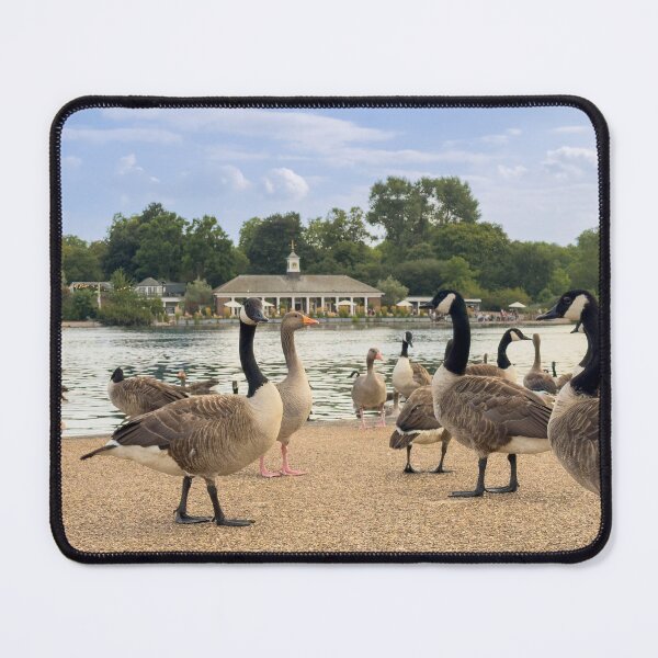 Item preview, Geese gathering beside the Serpentine Café, London. designed and sold by bailey-cooper.