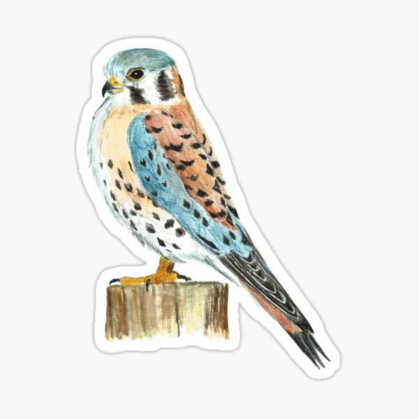 Item preview, American Kestrel designed and sold by adziegiel.
