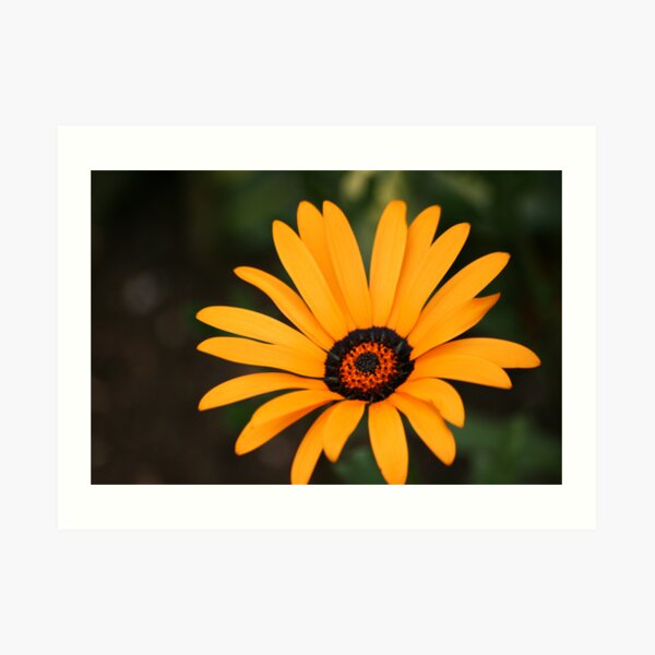 Flower Art Print