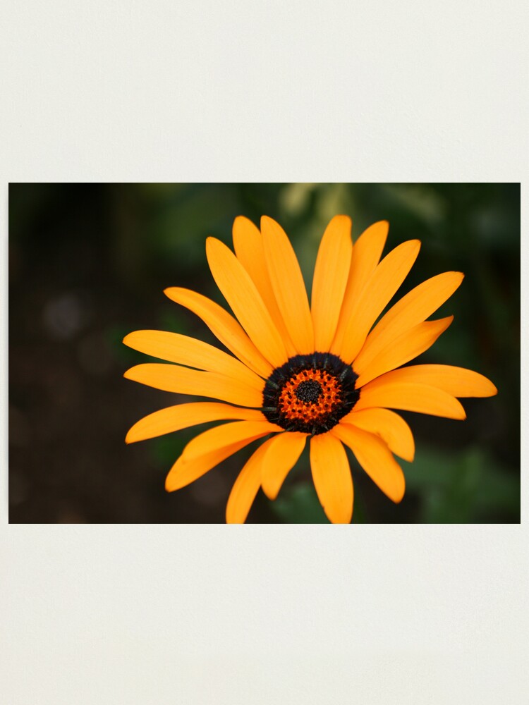 Alternate view of Flower Photographic Print