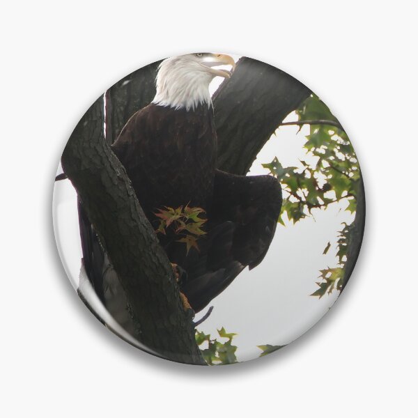 Item preview, Bald Eagle in Tree designed and sold by Jhammonds512.