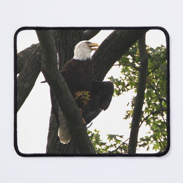Item preview, Bald Eagle in Tree designed and sold by Jhammonds512.