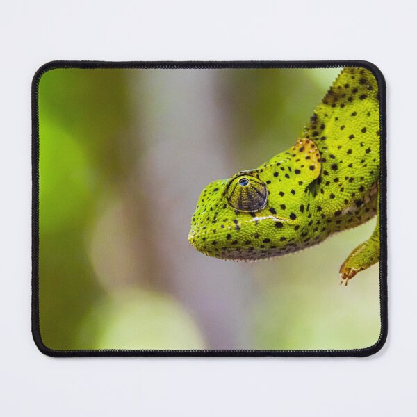 Item preview, Green chameleon close up wildlife photo Tanzania designed and sold by Amanda's Factory.