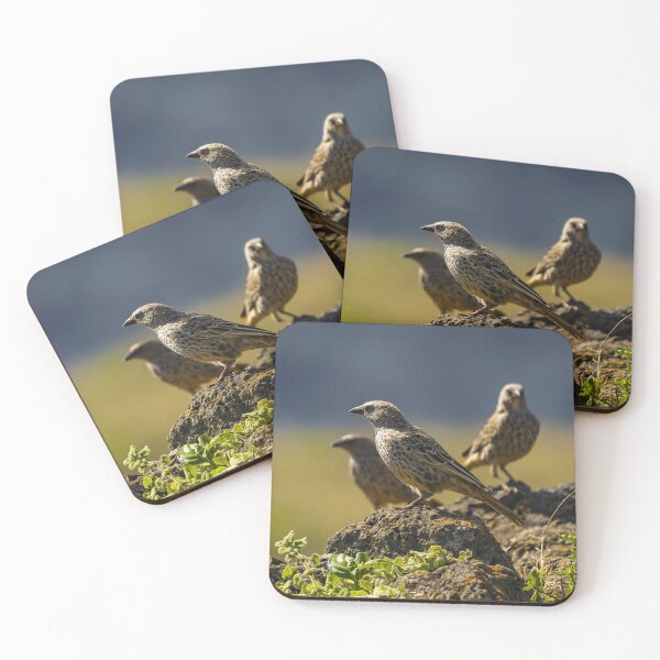 Item preview, Wild starlings on rocks wildlife photo Tanzania designed and sold by Amanda's Factory.