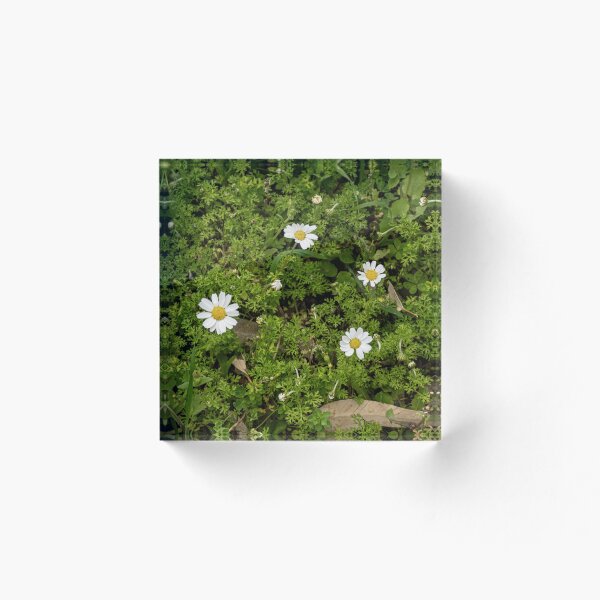 Item preview, Chia Chamomile designed and sold by Imbeccable Images.