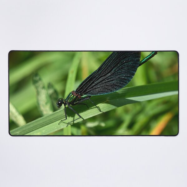 Item preview, Deep deep blue and metallic emerald. Beautiful demoiselle designed and sold by Jouko Lehto Photography.