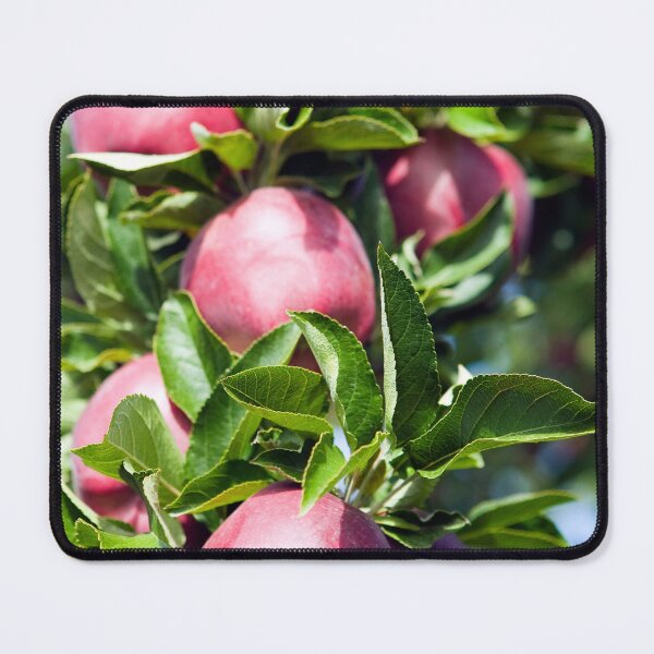 Item preview, Ripe Organic Red Delicious Apple Tree Orchard Okanagan Valley designed and sold by Kevin Miller Photography.