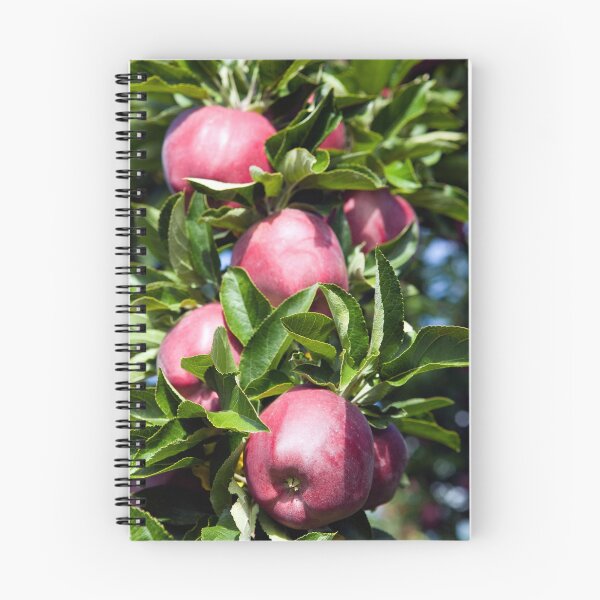 Item preview, Ripe Organic Red Delicious Apple Tree Orchard Okanagan Valley designed and sold by Kevin Miller Photography.