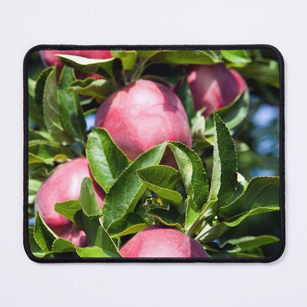 Item preview, Ripe Organic Red Delicious Apple Tree Orchard Okanagan Valley designed and sold by Kevin Miller Photography.
