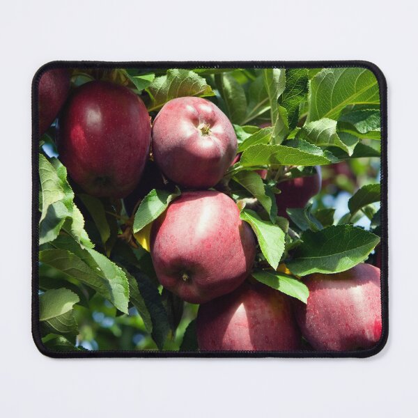 Item preview, Ripe Organic Red Delicious Apple Tree Orchard Okanagan Valley designed and sold by Kevin Miller Photography.