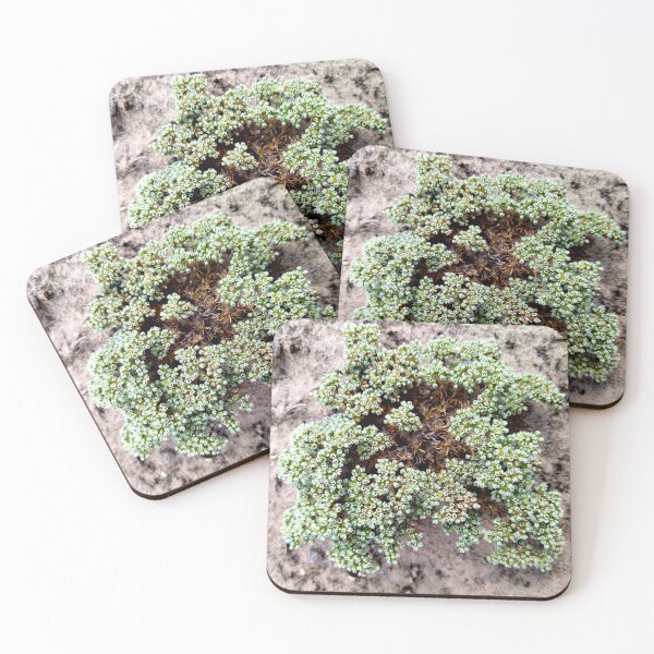 Item preview, Wild flowers photo - Perennial Knawel designed and sold by Sky-99.