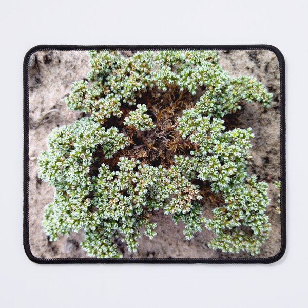 Item preview, Wild flowers photo - Perennial Knawel designed and sold by Sky-99.