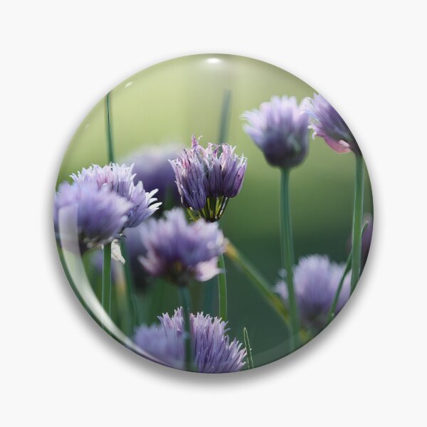 Item preview, Chives in bloom designed and sold by ANAEZ.