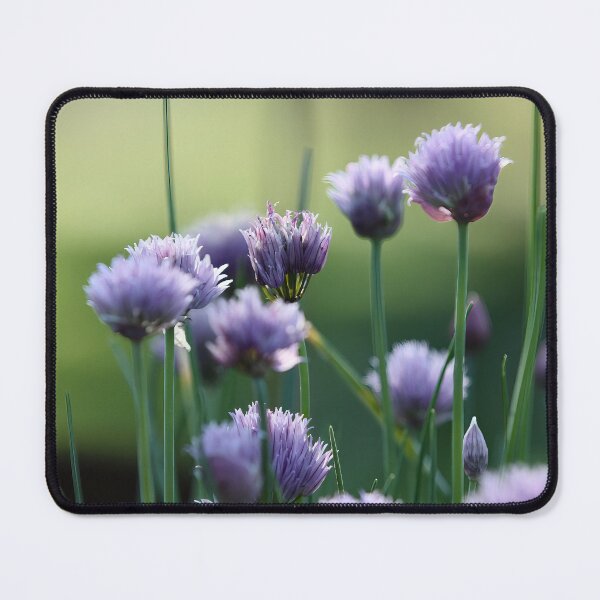 Item preview, Chives in bloom designed and sold by ANAEZ.
