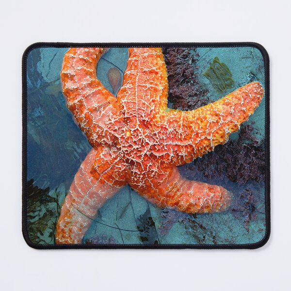 Item preview, Orange Starfish in Blue Waters Art Photo designed and sold by DEC02.