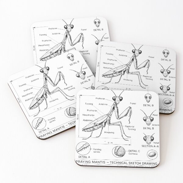 Item preview, Praying Mantis – Scientific Technical Sketch Drawing – Vintage Entomology Illustration designed and sold by Pixel-Up.