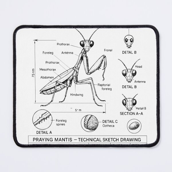 Item preview, Praying Mantis – Scientific Technical Sketch Drawing – Vintage Entomology Illustration designed and sold by Pixel-Up.