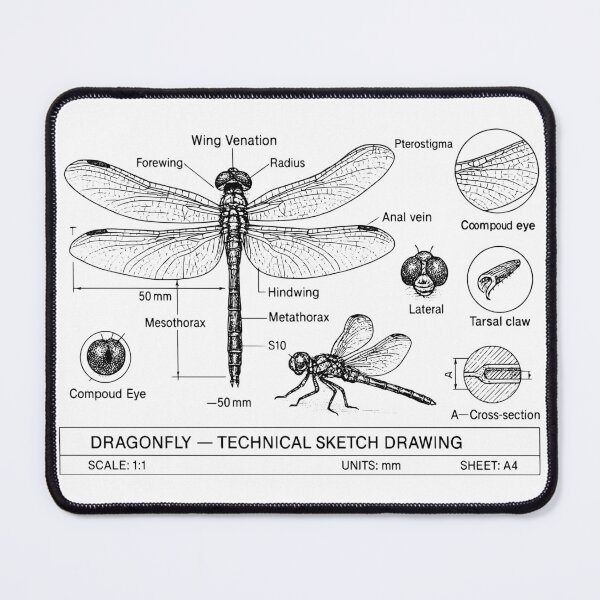 Item preview, Dragonfly – Scientific Technical Sketch Drawing – Vintage Entomology Illustration designed and sold by Pixel-Up.