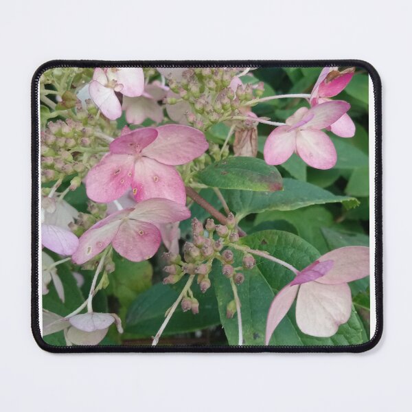 Item preview, Panicle Hydrangea designed and sold by Plokking.