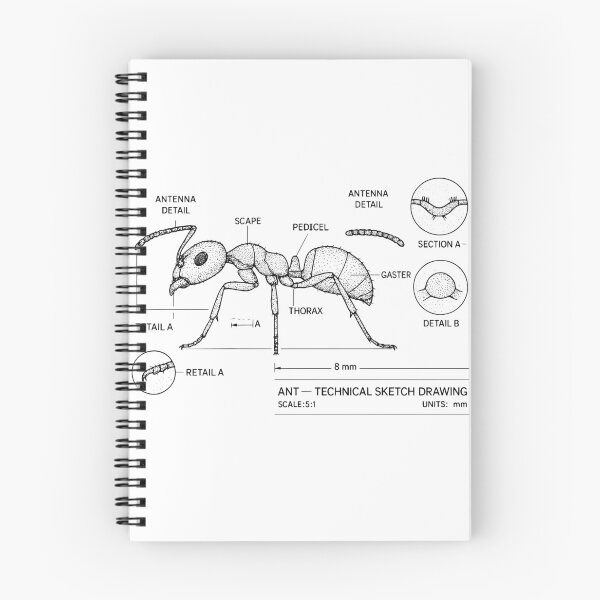 Item preview, Ant – Scientific Technical Sketch Drawing – Vintage Entomology Illustration designed and sold by Pixel-Up.