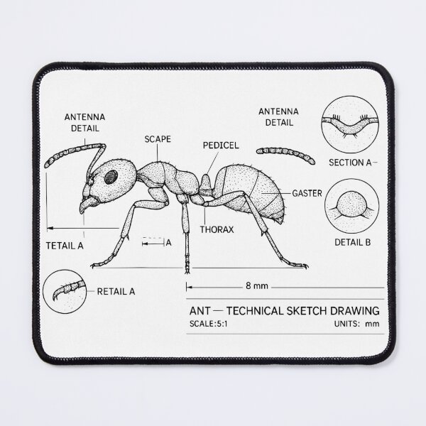 Item preview, Ant – Scientific Technical Sketch Drawing – Vintage Entomology Illustration designed and sold by Pixel-Up.
