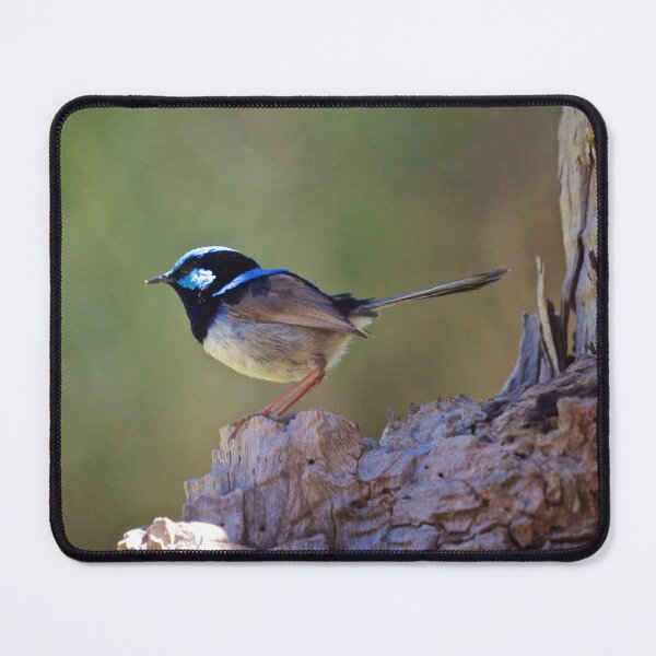 Item preview, Superb Fairy Wren designed and sold by D-GaP.