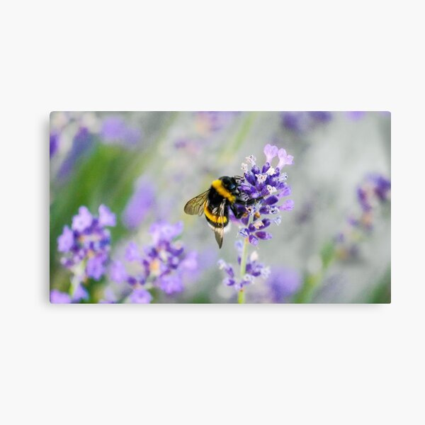 Bumblebee Canvas Print